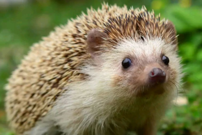 養(yǎng)刺猬的正確飼料選擇與注意事項