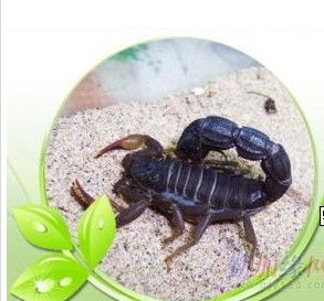 桓臺蝎子養(yǎng)殖指南 價格、型號規(guī)格與飼養(yǎng)要點