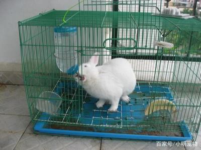 科學飼養兔子 蔬菜選擇指南與飼料搭配，守護腸胃健康