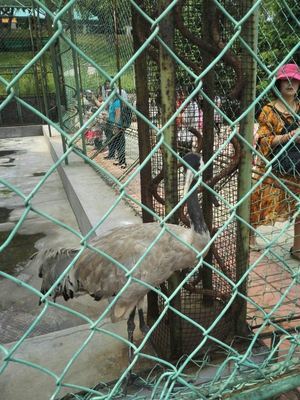 本溪動物園游覽體驗與動物飼養觀察點評