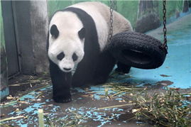 中國政協委員聚焦動物飼養規范，推動生態文明建設與畜牧業高質量發展